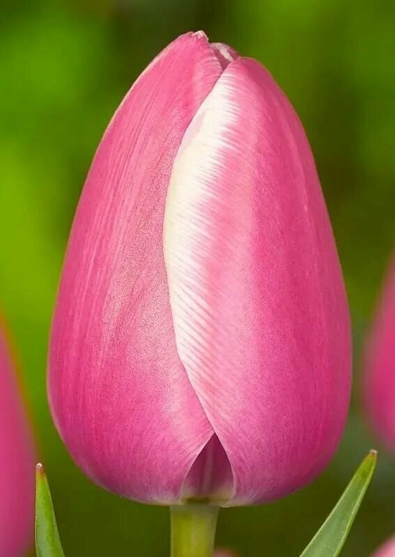 Луковицы тюльпана Jambo beauty (3шт.) - фотография № 1