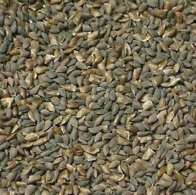 Семена Голубой Ели Colorado Blue