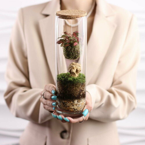 Флорариум/ экосистема цилиндр с Фиттонией