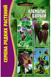 Семена Клематиса Бурого (Clematis fusca) (4 сем.)