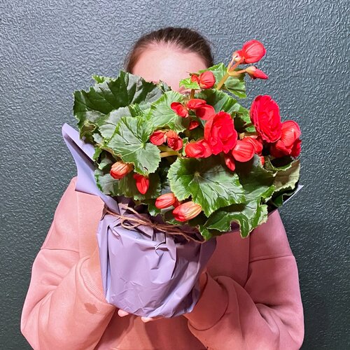 Бегония элиатор красная