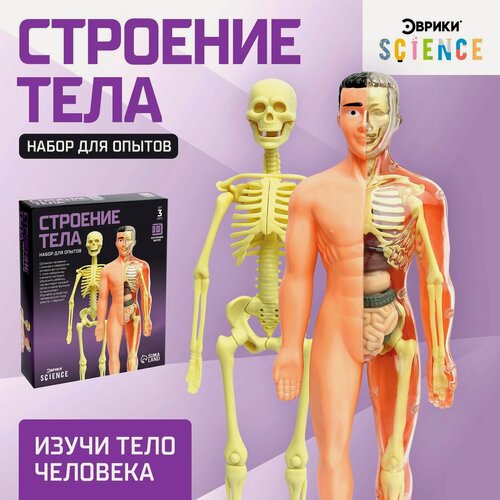 Изображение товара Набор для опытов «Строение тела», анатомия человека