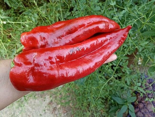 Коллекционные семена перец сладкий Горос