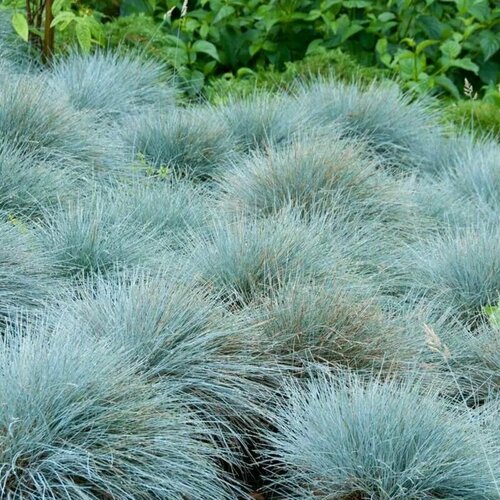 Семена Овсяница сизая Голубая