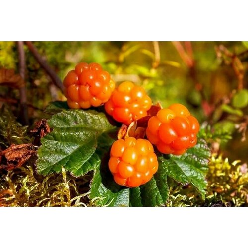 Семена Морошка обыкновенная Rubus chamaemorus (5 штук)