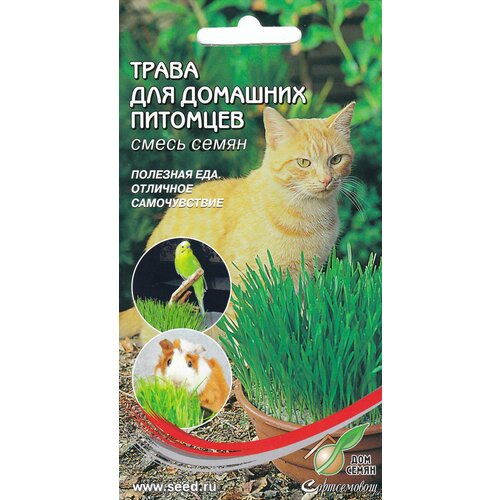 Трава для кошек овес, 10 гр семян семена для проращивания трава для кошек птиц грызунов