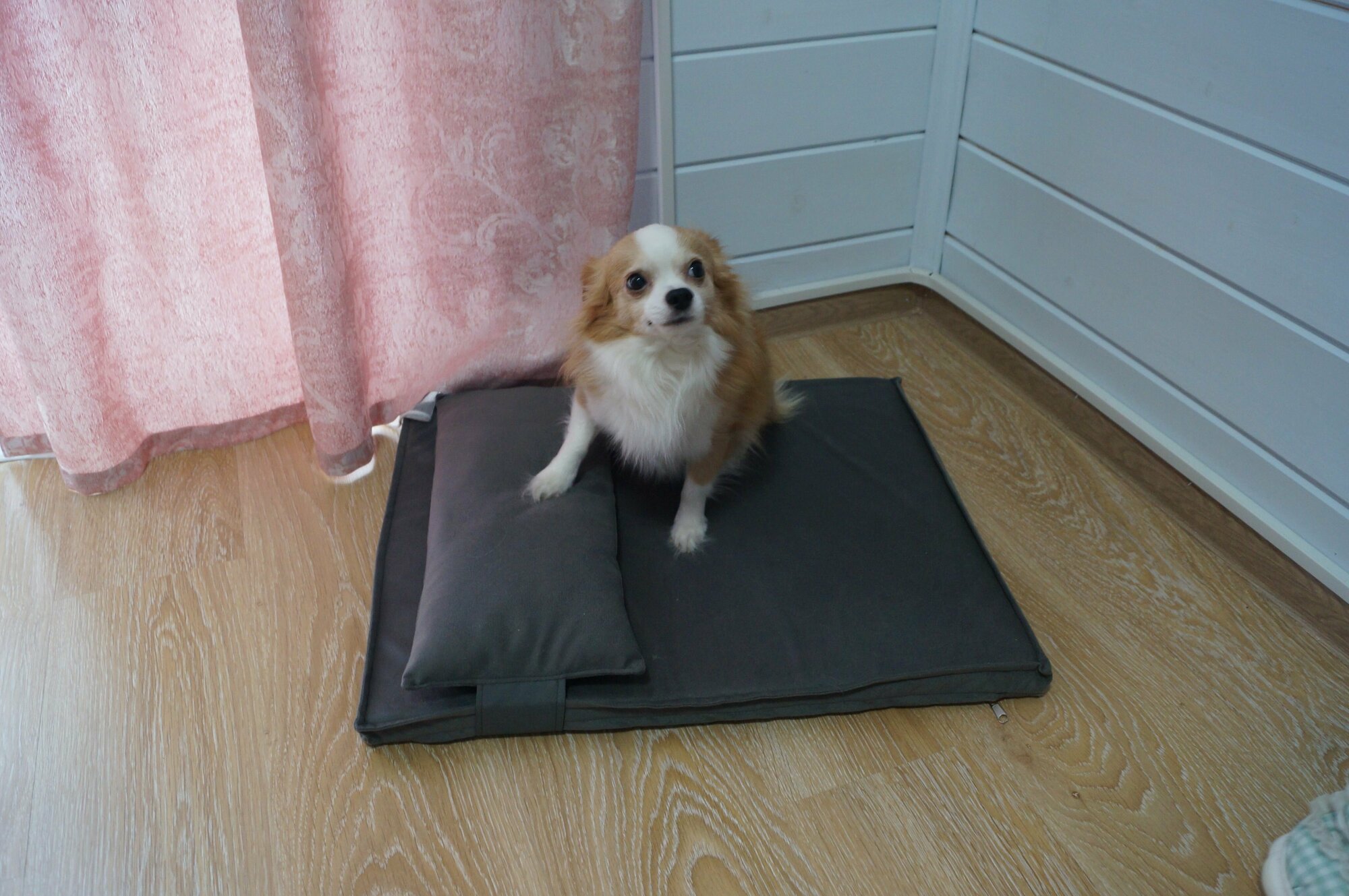 Подушка на лежанку для собак на любой размер , велюр, серая - фотография № 6