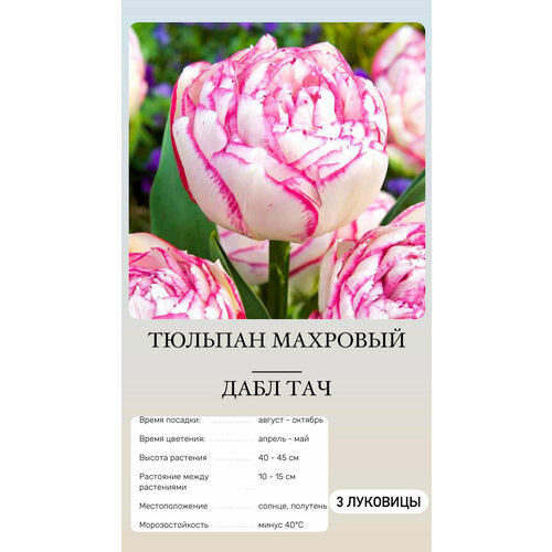 Тюльпан луковицы многолетних цветов