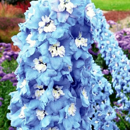 Дельфиниум (живокость) культурный Magic Fountains Sky Blue White Bee, Саженцы, С1 (1 литр), ЗКС - Цветы многолетние