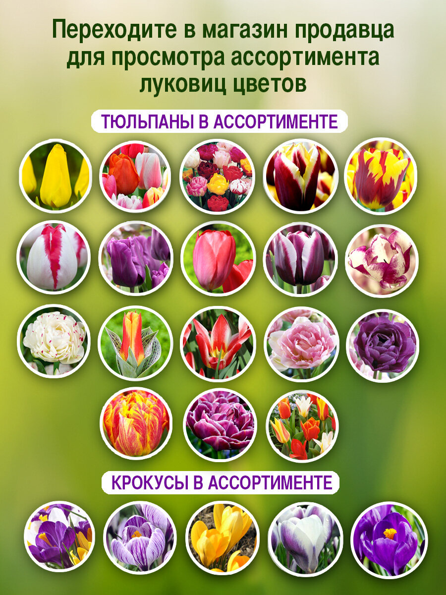 Луковичные цветы Тюльпан Dream Touch 5 шт - фотография № 4