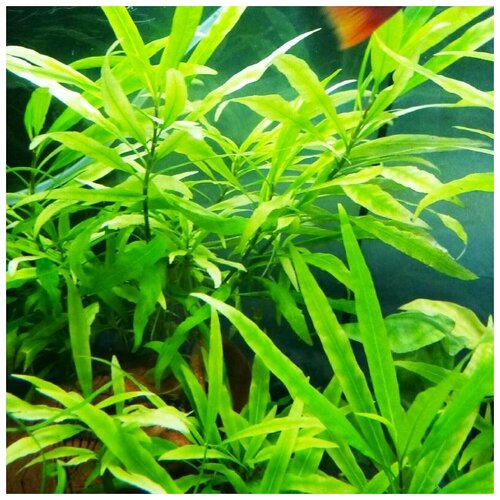 Гигрофила (иволистная) узколистная (3 ветки 10-12см) (Hygrophila corymbosa. Angustifolia).