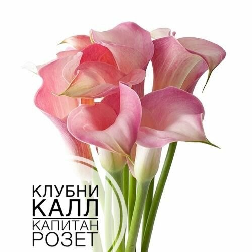 Луковица каллы Капитан Розет
