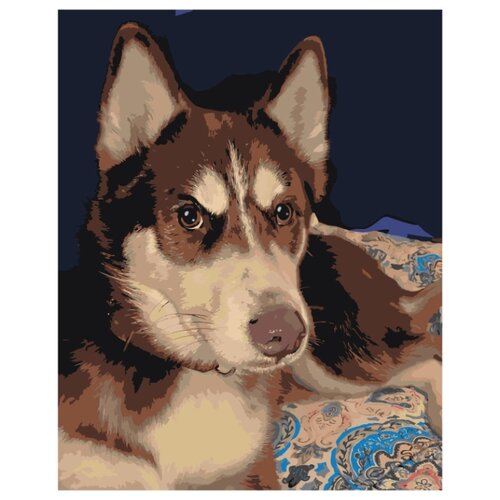 Серьезный пес хаски Раскраска картина по номерам на холсте хаски раскраска картина по номерам на холсте