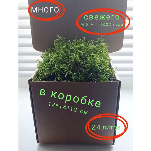 Мох сфагнум лесной живой пластами в коробке 2,4 л.