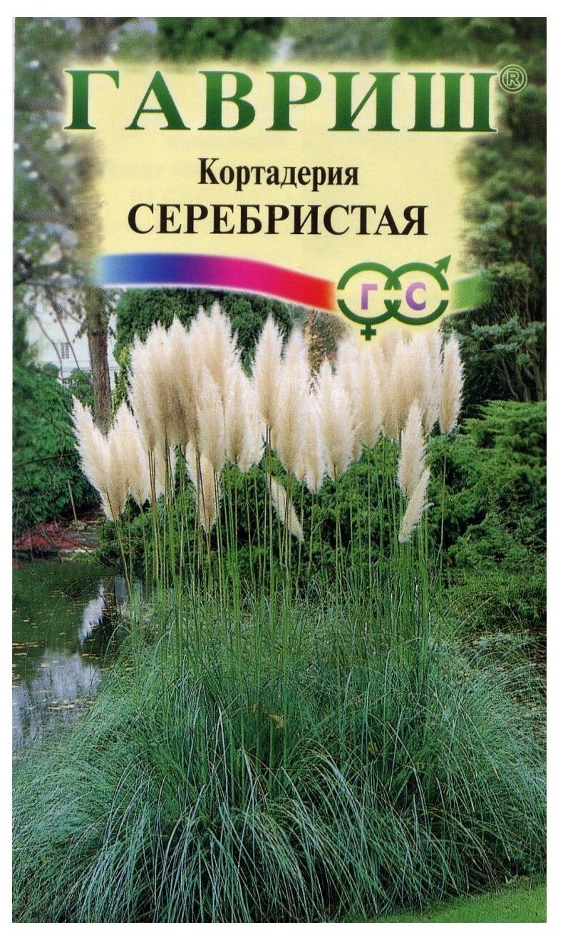 Кортадерия Серебристая (Пампасная трава)* 8шт