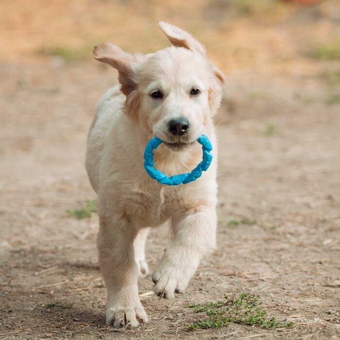 Игрушка жевательная для собак "Витое кольцо", 11,5 см, голубая - фотография № 11