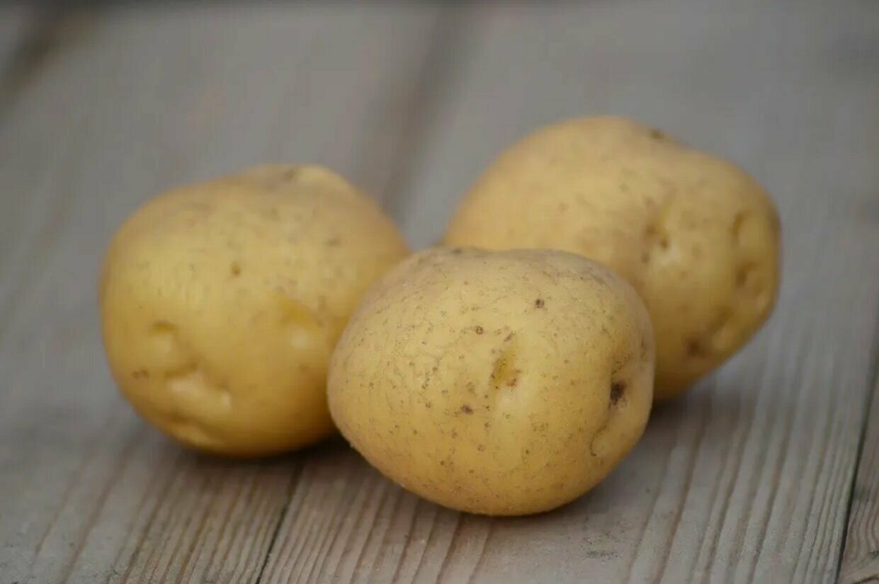 Картофель семенной Коломбо, 2 кг, суперранний скороспелый столовый сорт, с высокой урожайностью и отличными вкусовыми качествами