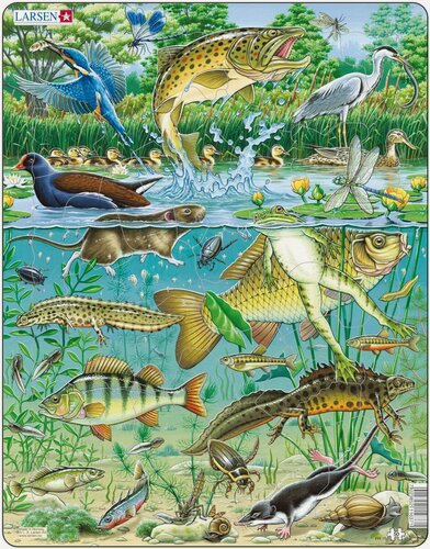 Изображение товара Пазлы Larsen Пруд, 50 элементов, FH19