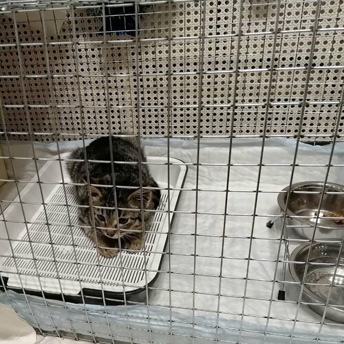 Клетка для передержки кошек, собак большая