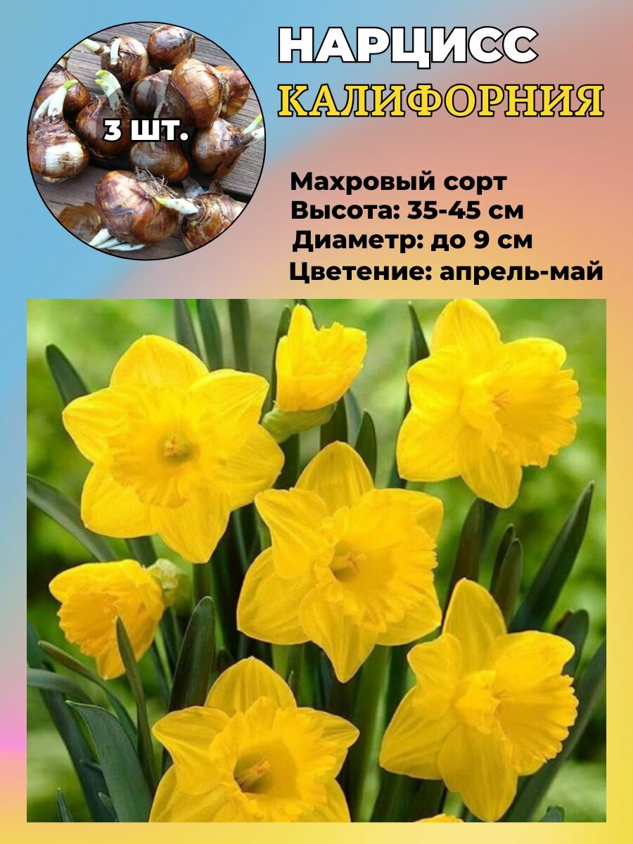 Нарцисс махровый луковицы 3 штуки