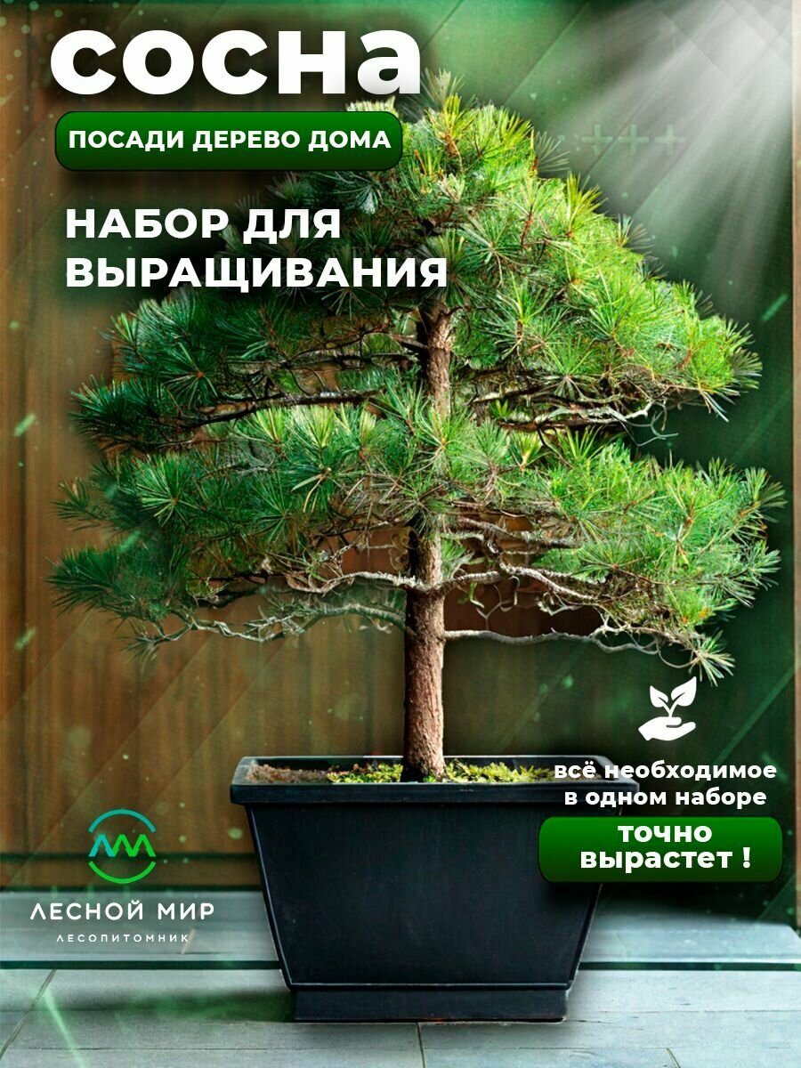 Набор для выращивания растений Сосна дерево, семена, грунт, удобрение, контейнер