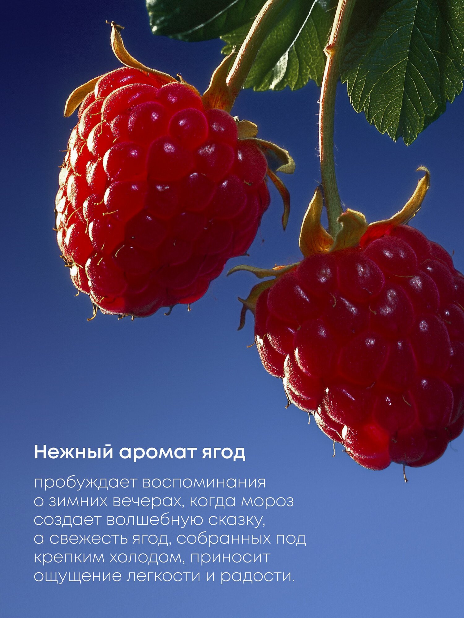 Скраб для тела Natura Siberica Гжель "Царские ягоды" антицеллюлитный сахарный и солевой с увлажняющими маслами 300 мл — фото 1