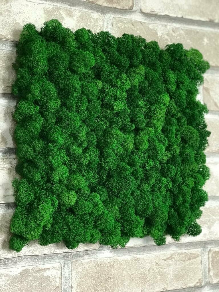 фото Панно квадрат 30*30 из натурального, лесного, природного, живого, стабилизированного мха ягеля (олений мох) на гибкой основе для дома/интерьера/домашний декор/вертикальное озеленение своими руками/в офис/в подарок/в кафе/другу/любиомй/маме