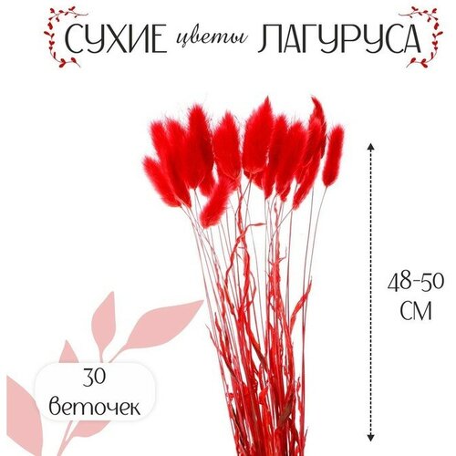 SUI Сухие цветы лагуруса, набор 30 шт, цвет красный