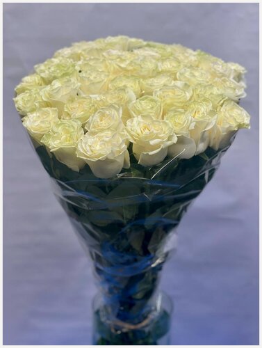 Изображение товара Монобукет wowflo "Роза Мондиаль", Эквадор, 51 цветок, высота 80см