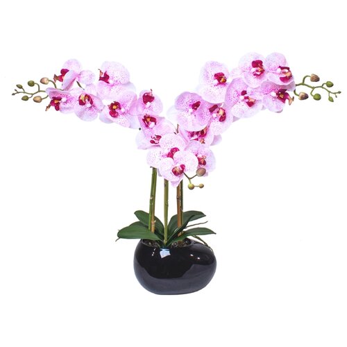 Орхидея фаленопис 3 ветки в керамическом кашпо Камень черное, цвет: белый