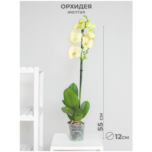 Орхидея фаленопсис 1 ствол 12 дм желтая, комнатное растение
