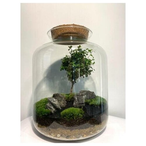 Мирсина Classic XL