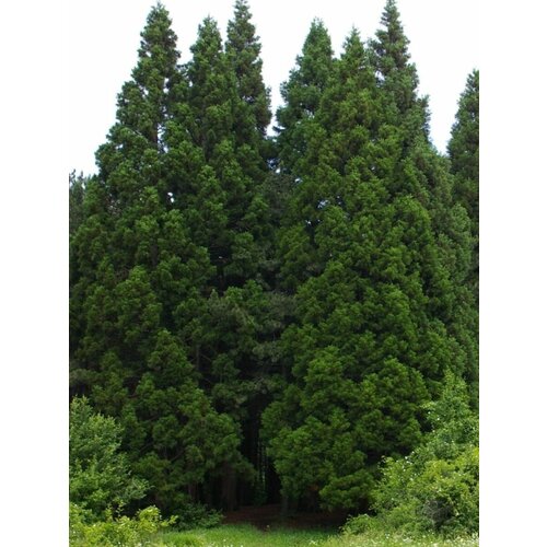 Семена Секвойядендрон гигантский (мамонтово дерево) / Sequoiadendron giganteum, 15 штук секвойядендрон глаукум