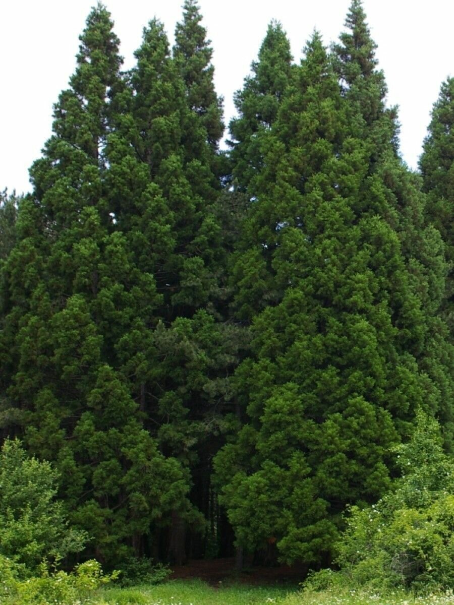 Семена Секвойядендрон гигантский (мамонтово дерево) / Sequoiadendron giganteum, 15 штук