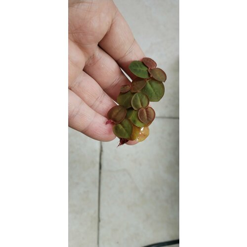 Филлантус Плавучий (Phyllanthus fluitans)