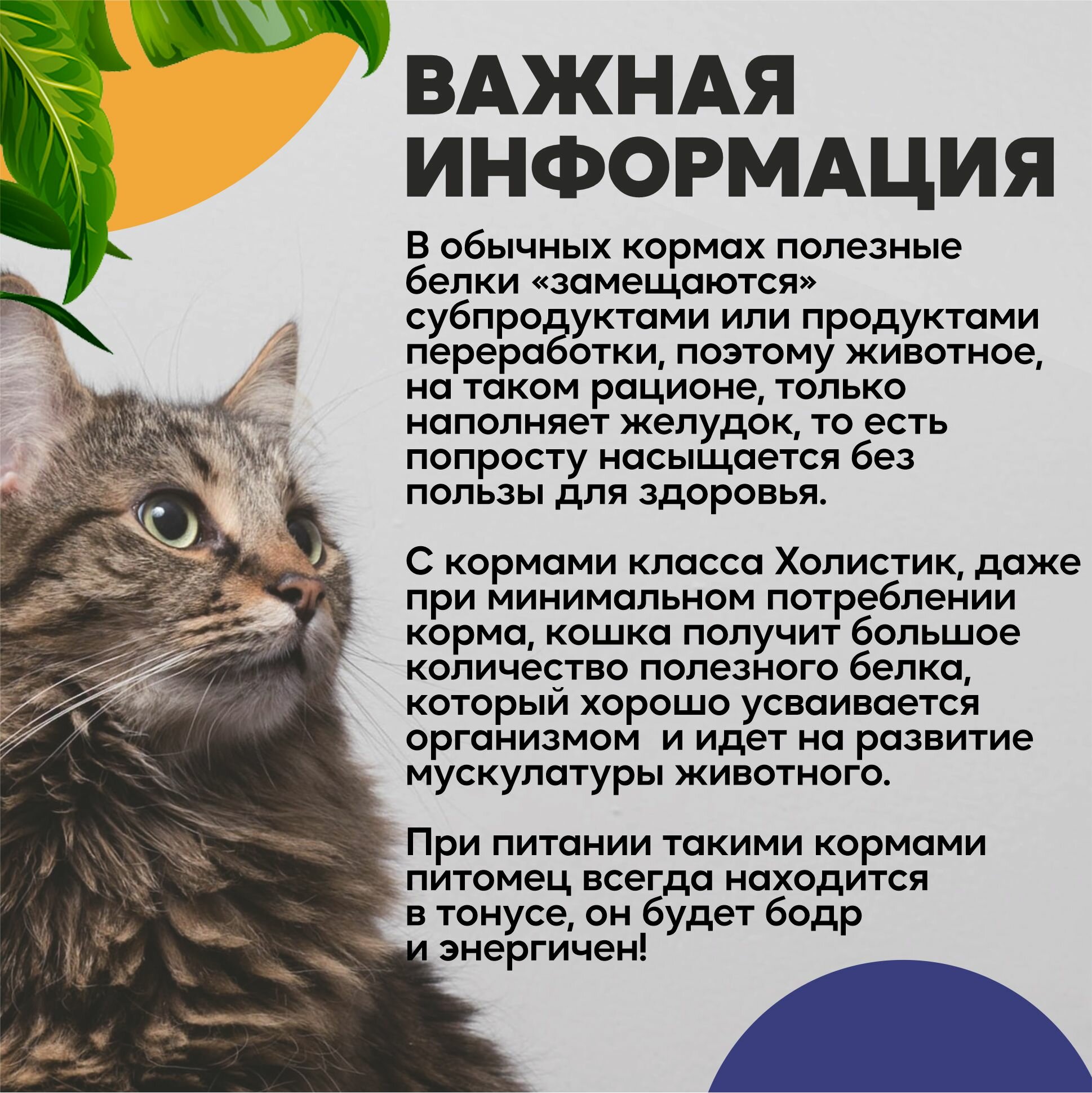 Корм влажный холистик консервированный полнорационный EASY FARM для кошек с Курицей и тыквой, 85г, 10 штук в упаковке - фотография № 6