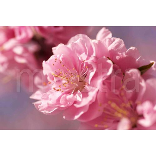 Фотообои Цветущая сакура 275x415 (ВхШ), бесшовные, флизелиновые, MasterFresok арт 3-179