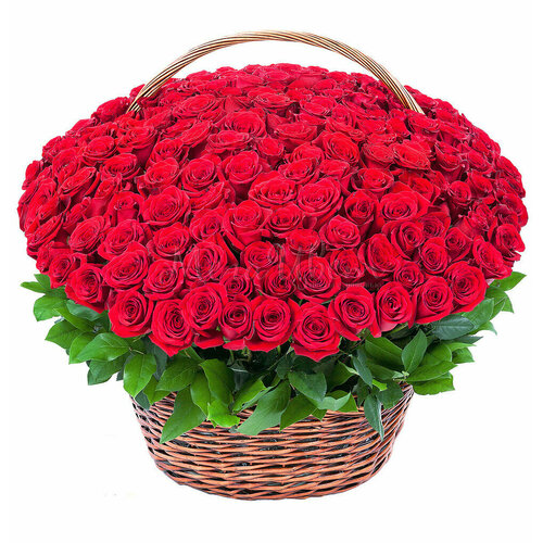 251 Красная Роза (50 см.) в корзине