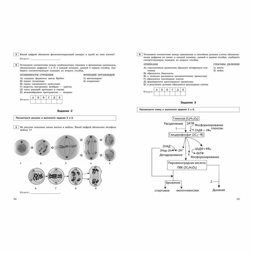 ЕГЭ-2024. Биология. Тематические тренировочные задания - фото №13