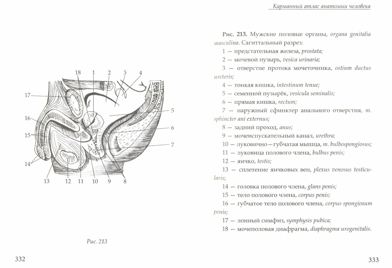 Карманный атлас анатомии человека - фото №2
