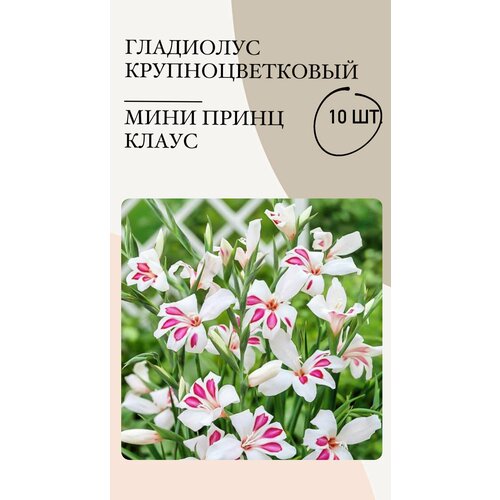 Гладиолус крупноцветковый Мини принц Клаус, луковицы многолетних цветов гладиолус мини натали