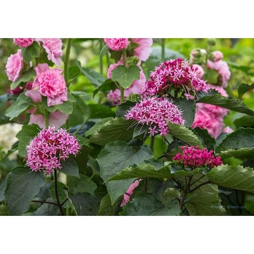 Семена Клеродендрон Бунге (Clerodendron bungei) 5 шт.