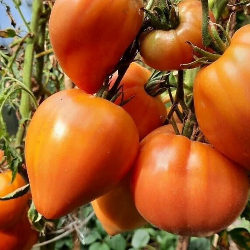 Коллекционные семена томата Янтарный Барон