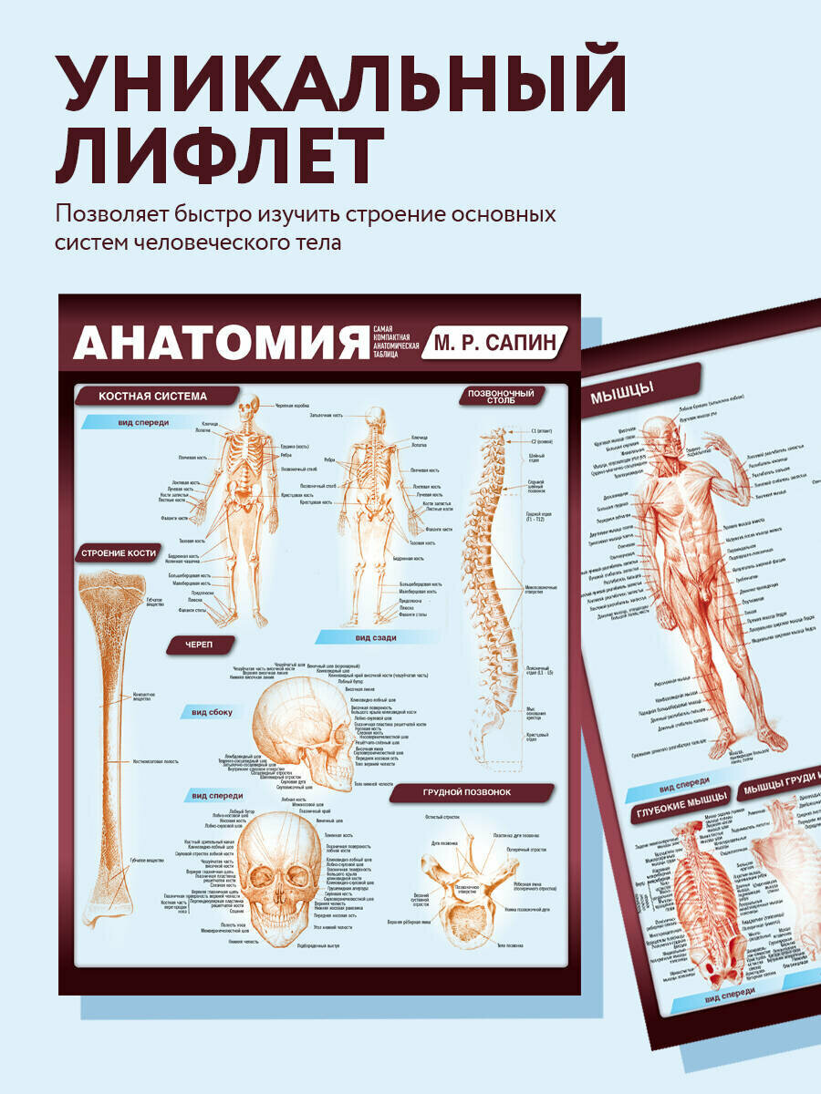 Анатомия. Самая компактная анатомическая таблица - фото №3