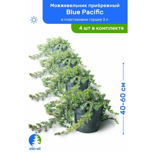 Можжевельник прибрежный Blue Pacific (Блю Пацифик) 40-60 см в пластиковом горшке 3 л, саженец, хвойное живое растение, комплект из 4 шт