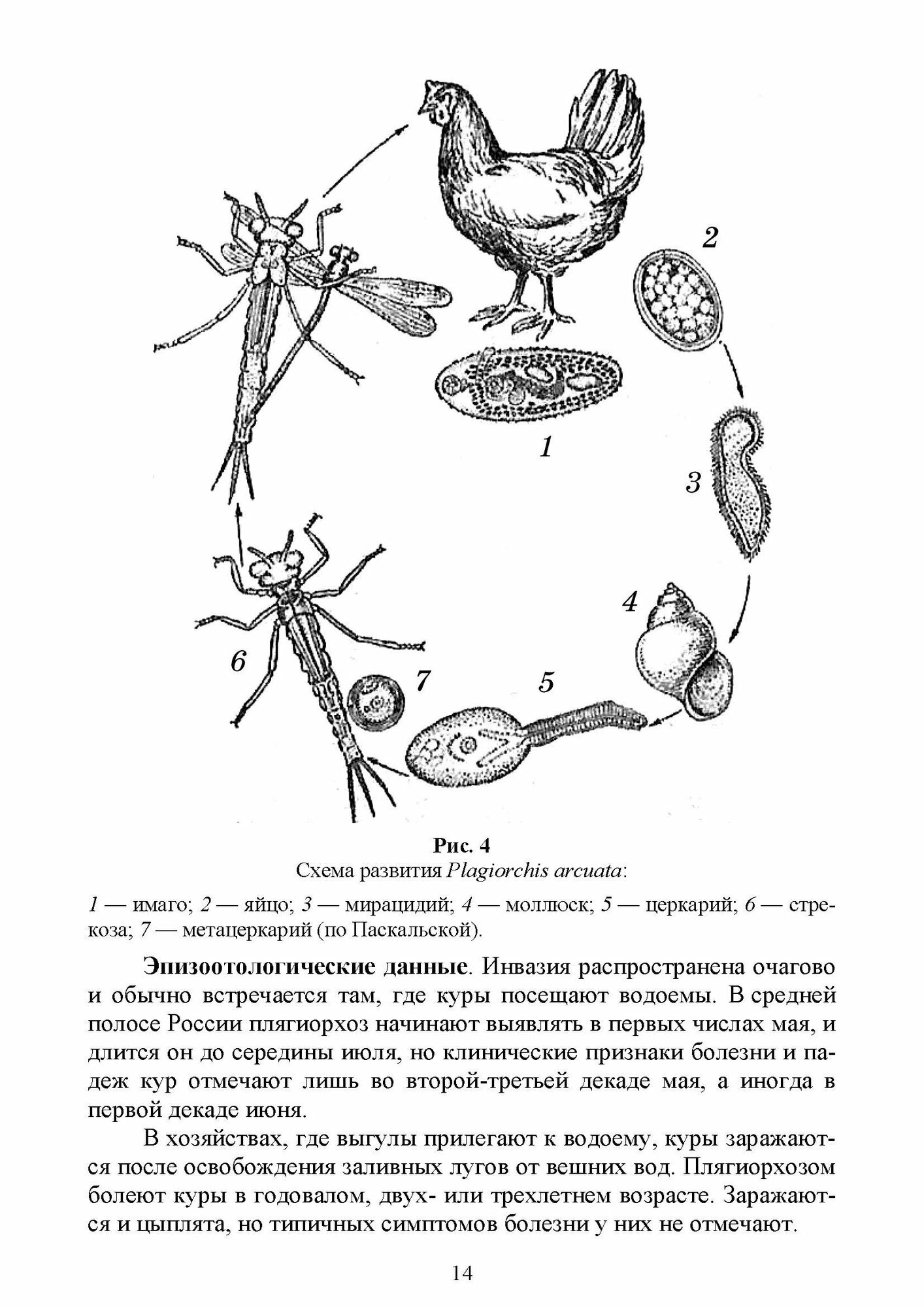 Паразитарные болезни птиц.Уч.пос - фото №6