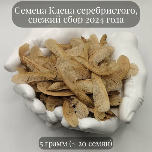 Семена декоративного Клена серебристого, или клена сахаристого, 5 грамм (примерно 20 шт) семена клена пенсильванского