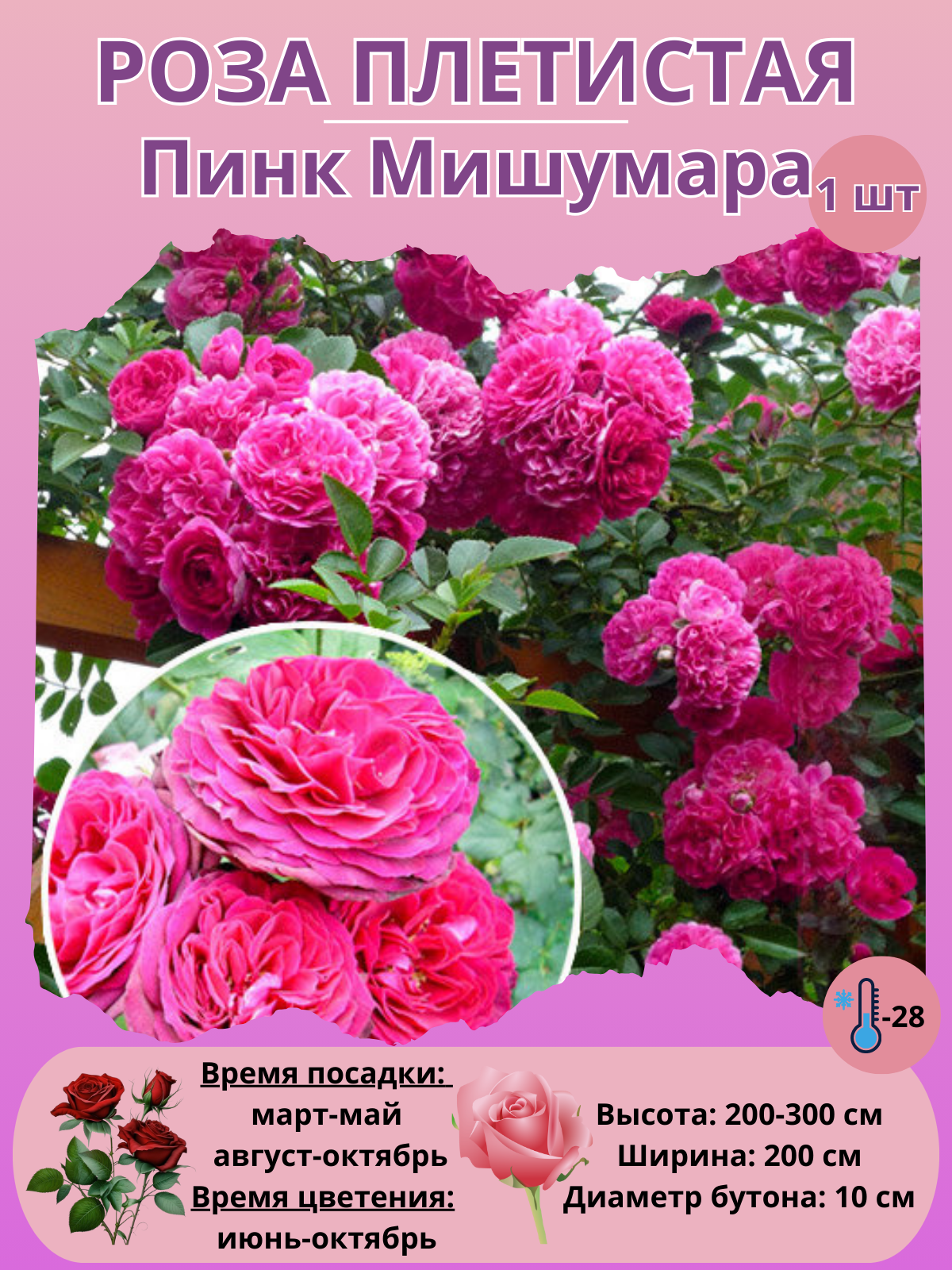 Роза плетистая Пинк Мушимара, многолетние цветы