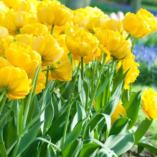 Луковицы Тюльпана YELLOW POMPONETTE 5 шт 388₽