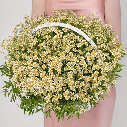 Изображение товара Букет Мегацвет24 "Кустовые Ромашки", 35 шт, кремовые, в корзине